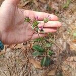 Elephantopus elatus Flower