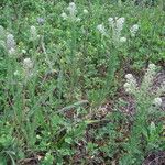 Lepidium campestreFlower