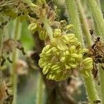 Quercus pubescens Fleur