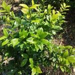 Camellia sinensis Yaprak