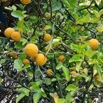 Citrus trifoliata Habit