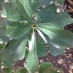 Quercus marilandica Hoja