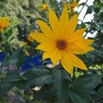 Helianthus tuberosusКвітка