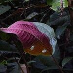 Miconia calvescens Leaf