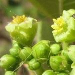 Jatropha curcas ফুল