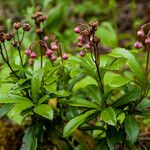 Chimaphila umbellata Blatt