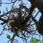 Tillandsia bulbosa 葉