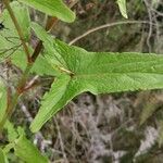 Rumex abyssinicus Hoja