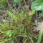 Poa bulbosa Habitat