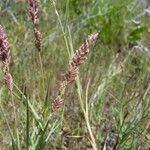 Aeluropus littoralis Branch