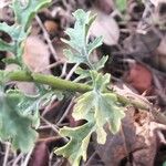 Jacobaea erucifolia Blatt