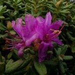 Rhododendron setosum Çiçek