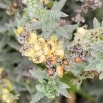 Heliotropium bacciferum Fruto