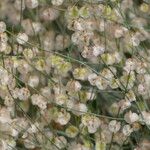 Rumex induratus ফল