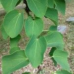 Cercidiphyllum japonicum 葉