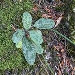 Hieracium bifidum Blad