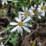 Chiliotrichum diffusum Květ