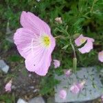 Oenothera speciosaFlor