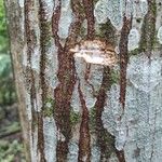 Castilla elastica Bark