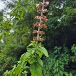 Ocimum lamiifolium Bloem