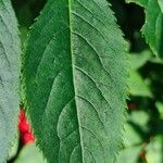 Sambucus racemosa Blad