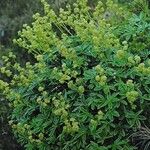 Alchemilla alpina Συνήθη χαρακτηριστικά