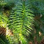 Cunninghamia lanceolata Лист