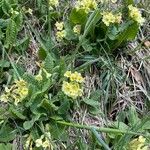 Primula × polyanthaBloem