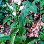 Cephalanthera longifoliaBlomst