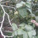 Solanum betaceum Fruit