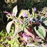 Strobilanthes auriculataFlower