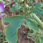 Raphanus raphanistrum Leaf