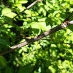 Sambucus canadensis Bark