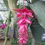 Medinilla magnifica Flor