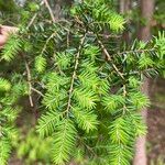 Tsuga caroliniana Leaf