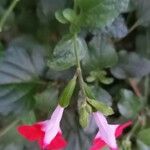 Salvia microphylla Flower