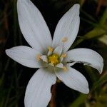 Ornithogalum baeticum Цветок