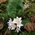 Epigaea repens Floare
