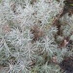 Helichrysum italicumLeaf