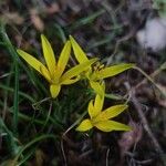 Gagea reticulata Flower