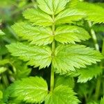 Pimpinella major Blad