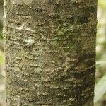 Licania densiflora Bark