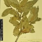 Gaultheria fragrantissima Other