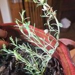 Centaurea paniculata List