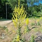 Verbascum speciosum Blodyn