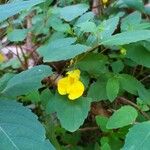 Impatiens pallidaЦвят