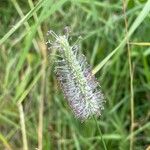 Phleum pratense 花