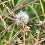 Crepis capillaris Fruit