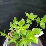 Stevia rebaudiana Ліст