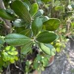 Pittosporum crassifolium Φύλλο